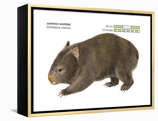 Common Wombat Phascolomis, or Vombatus Ursinus-Encyclopaedia Britannica-Framed Stretched Canvas