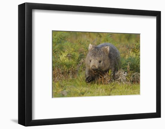 Common Wombat (Vombatus Ursinus). Tasmania, Australia, February-Dave Watts-Framed Photographic Print