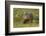 Common Wombat (Vombatus Ursinus). Tasmania, Australia, February-Dave Watts-Framed Photographic Print