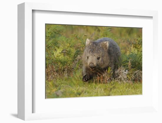 Common Wombat (Vombatus Ursinus). Tasmania, Australia, February-Dave Watts-Framed Photographic Print