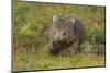 Common Wombat (Vombatus Ursinus). Tasmania, Australia, February-Dave Watts-Mounted Photographic Print