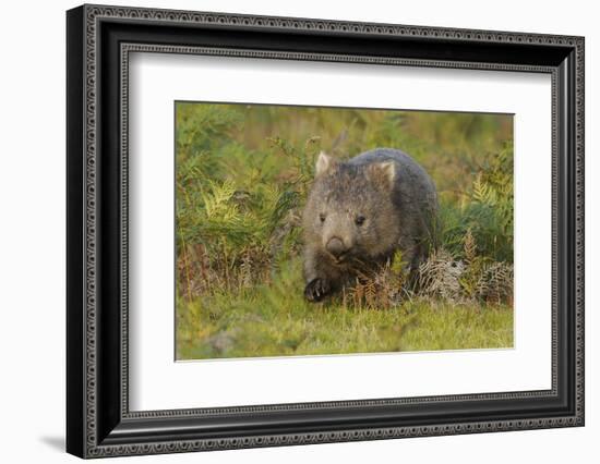 Common Wombat (Vombatus Ursinus). Tasmania, Australia, February-Dave Watts-Framed Photographic Print