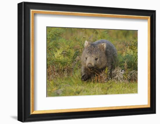 Common Wombat (Vombatus Ursinus). Tasmania, Australia, February-Dave Watts-Framed Photographic Print