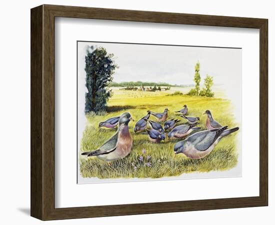 Common Wood Pigeons in Meadow (Columba Palumbus), Columbidae-null-Framed Giclee Print