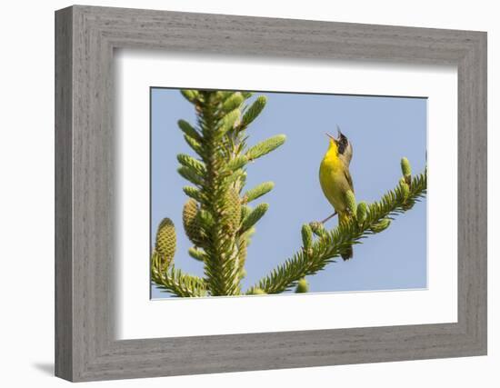 Common yellow throat male, singing, Anchorage Provincial Park, New Brunswick, Canada-Nick Hawkins-Framed Photographic Print