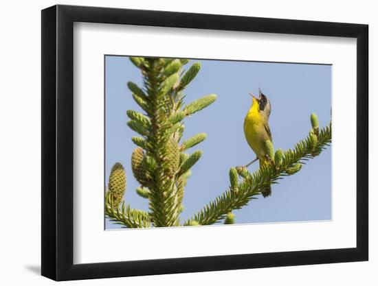 Common yellow throat male, singing, Anchorage Provincial Park, New Brunswick, Canada-Nick Hawkins-Framed Photographic Print