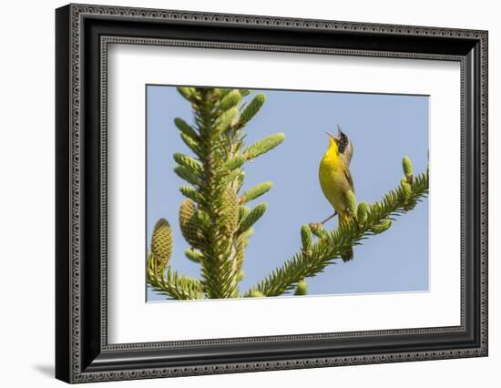 Common yellow throat male, singing, Anchorage Provincial Park, New Brunswick, Canada-Nick Hawkins-Framed Photographic Print