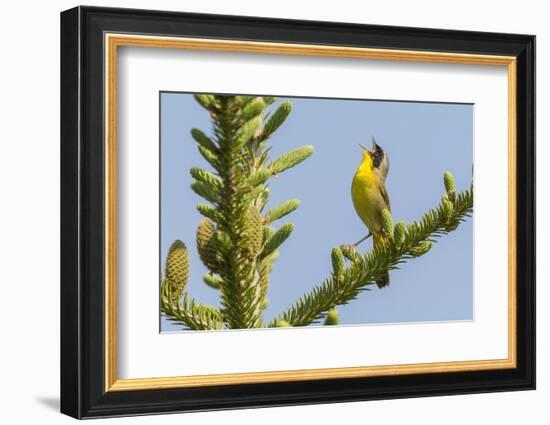 Common yellow throat male, singing, Anchorage Provincial Park, New Brunswick, Canada-Nick Hawkins-Framed Photographic Print