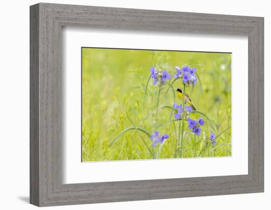 Common yellowthroat male in a prairie in spring, Jasper County, Illinois.-Richard & Susan Day-Framed Photographic Print