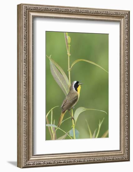 Common Yellowthroat Singing-Ken Archer-Framed Photographic Print