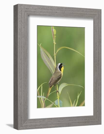 Common Yellowthroat Singing-Ken Archer-Framed Photographic Print