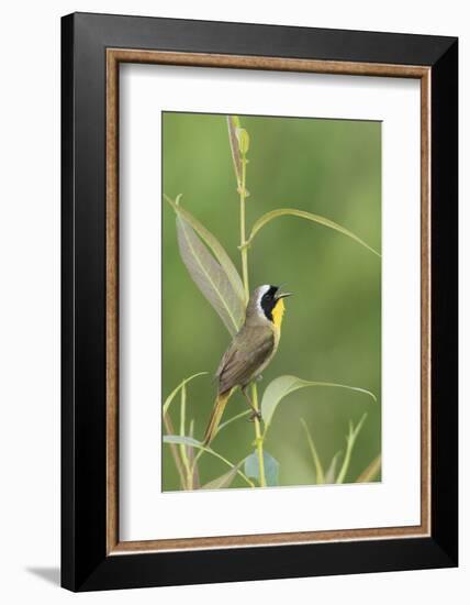 Common Yellowthroat Singing-Ken Archer-Framed Photographic Print