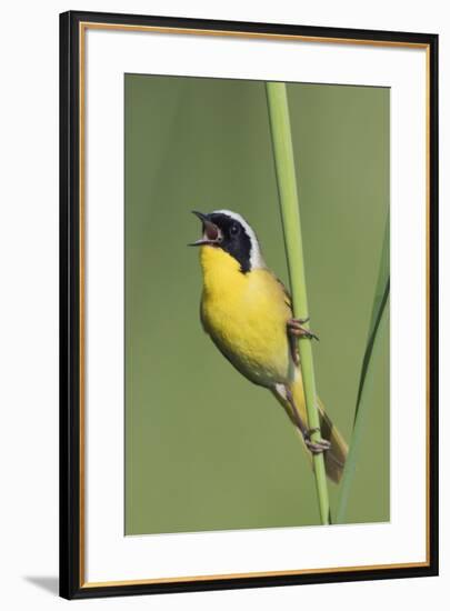 Common Yellowthroat Warbler Singing-Ken Archer-Framed Premium Photographic Print