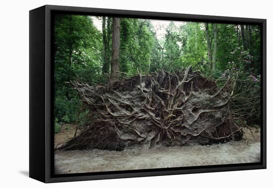 Common Yew Tree (Taxus Baccata) Uprooted by Hurricane 1987 Showing Roots England, UK-Adrian Davies-Framed Premier Image Canvas