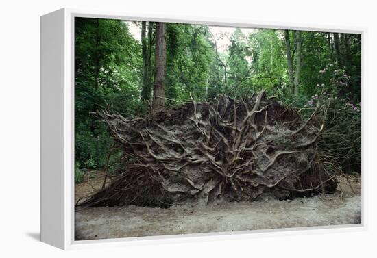 Common Yew Tree (Taxus Baccata) Uprooted by Hurricane 1987 Showing Roots England, UK-Adrian Davies-Framed Premier Image Canvas