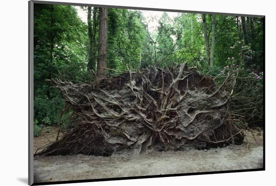 Common Yew Tree (Taxus Baccata) Uprooted by Hurricane 1987 Showing Roots England, UK-Adrian Davies-Mounted Photographic Print