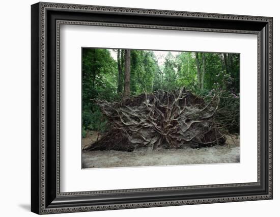 Common Yew Tree (Taxus Baccata) Uprooted by Hurricane 1987 Showing Roots England, UK-Adrian Davies-Framed Photographic Print