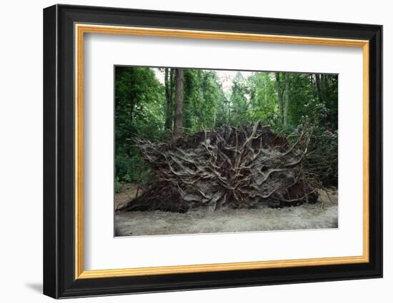 Common Yew Tree (Taxus Baccata) Uprooted by Hurricane 1987 Showing Roots England, UK-Adrian Davies-Framed Photographic Print