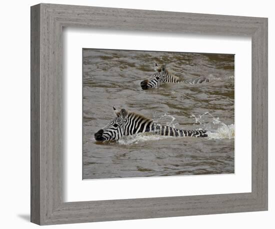 Common Zebra (Burchell's Zebra) Crossing the Mara River, Masai Mara National Reserve, Kenya-James Hager-Framed Photographic Print