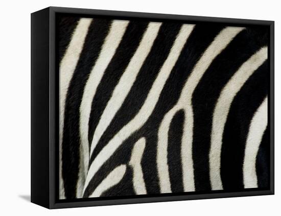 Common Zebra Close-Up Showing Stripes, Tanzania-Edwin Giesbers-Framed Premier Image Canvas