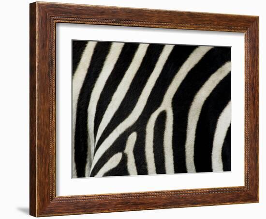 Common Zebra Close-Up Showing Stripes, Tanzania-Edwin Giesbers-Framed Photographic Print