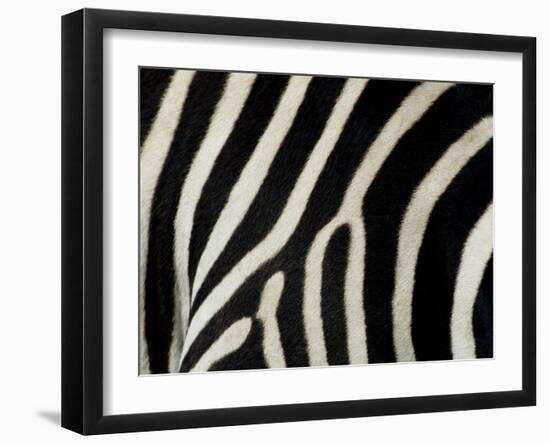 Common Zebra Close-Up Showing Stripes, Tanzania-Edwin Giesbers-Framed Photographic Print