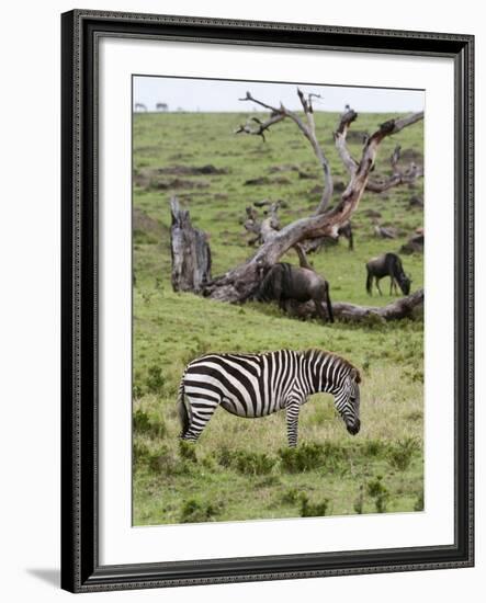 Common Zebra (Equus Quagga), Masai Mara, Kenya, East Africa, Africa-Sergio Pitamitz-Framed Photographic Print