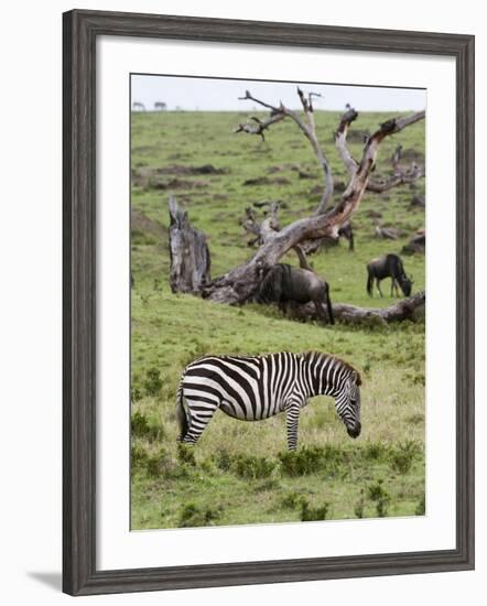 Common Zebra (Equus Quagga), Masai Mara, Kenya, East Africa, Africa-Sergio Pitamitz-Framed Photographic Print