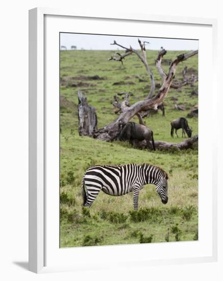 Common Zebra (Equus Quagga), Masai Mara, Kenya, East Africa, Africa-Sergio Pitamitz-Framed Photographic Print