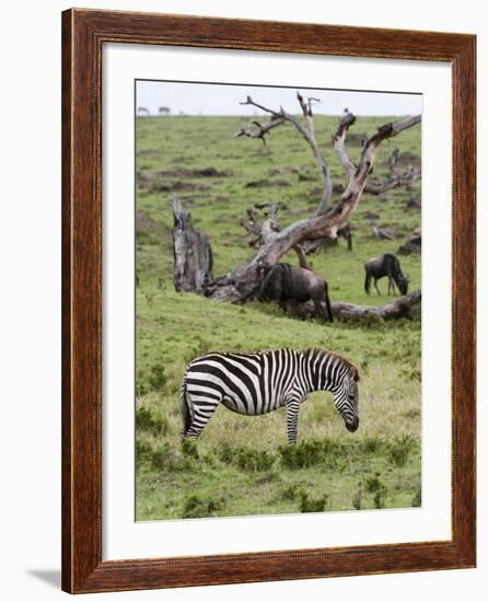 Common Zebra (Equus Quagga), Masai Mara, Kenya, East Africa, Africa-Sergio Pitamitz-Framed Photographic Print