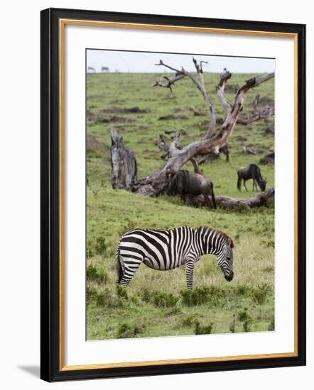 Common Zebra (Equus Quagga), Masai Mara, Kenya, East Africa, Africa-Sergio Pitamitz-Framed Photographic Print