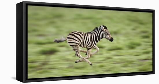 Common Zebra Foal Running (Equus Quagga) Etosha Np, Namibia, Digitally Enhanced-Tony Heald-Framed Premier Image Canvas