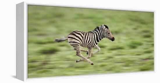 Common Zebra Foal Running (Equus Quagga) Etosha Np, Namibia, Digitally Enhanced-Tony Heald-Framed Premier Image Canvas