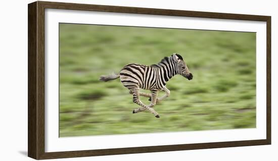 Common Zebra Foal Running (Equus Quagga) Etosha Np, Namibia, Digitally Enhanced-Tony Heald-Framed Photographic Print