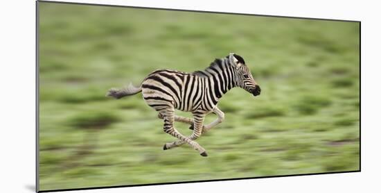 Common Zebra Foal Running (Equus Quagga) Etosha Np, Namibia, Digitally Enhanced-Tony Heald-Mounted Photographic Print