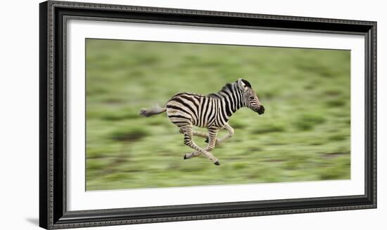 Common Zebra Foal Running (Equus Quagga) Etosha Np, Namibia, Digitally Enhanced-Tony Heald-Framed Photographic Print