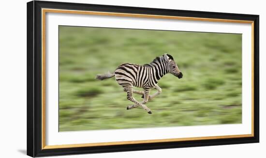 Common Zebra Foal Running (Equus Quagga) Etosha Np, Namibia, Digitally Enhanced-Tony Heald-Framed Photographic Print