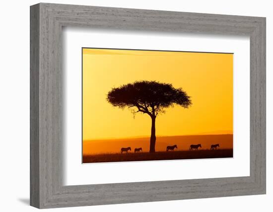 Common zebra group at sunrise in savannah, Kenya-Eric Baccega-Framed Photographic Print