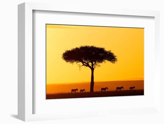 Common zebra group at sunrise in savannah, Kenya-Eric Baccega-Framed Photographic Print