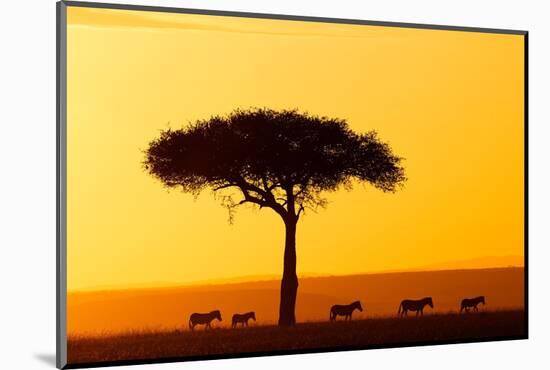 Common zebra group at sunrise in savannah, Kenya-Eric Baccega-Mounted Photographic Print