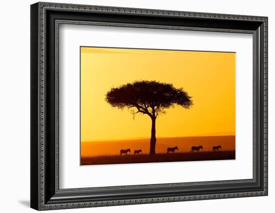 Common zebra group at sunrise in savannah, Kenya-Eric Baccega-Framed Photographic Print