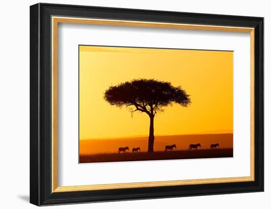 Common zebra group at sunrise in savannah, Kenya-Eric Baccega-Framed Photographic Print