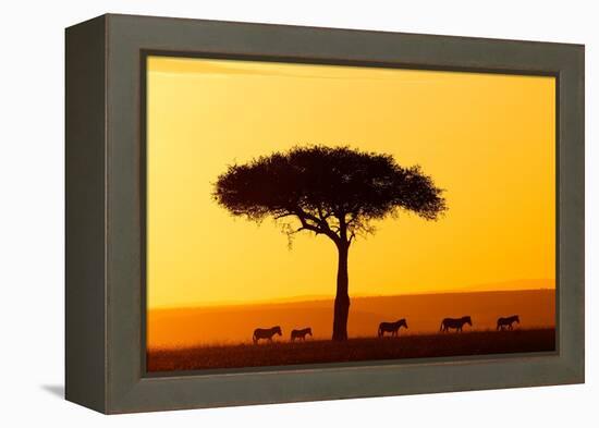 Common zebra group at sunrise in savannah, Kenya-Eric Baccega-Framed Premier Image Canvas