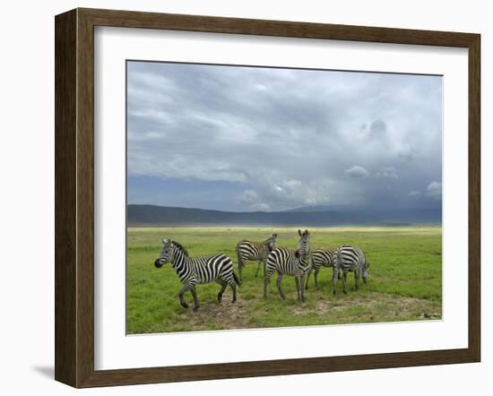 Common Zebra Group, Ngorongoro Crater, Tanzania-Edwin Giesbers-Framed Photographic Print