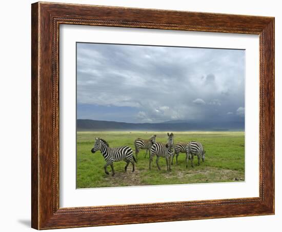 Common Zebra Group, Ngorongoro Crater, Tanzania-Edwin Giesbers-Framed Photographic Print