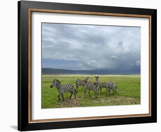 Common Zebra Group, Ngorongoro Crater, Tanzania-Edwin Giesbers-Framed Photographic Print