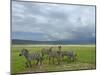 Common Zebra Group, Ngorongoro Crater, Tanzania-Edwin Giesbers-Mounted Photographic Print