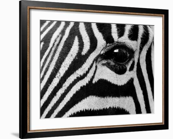 Common Zebra, Kapama Game Reserve, South Africa-Sergio Pitamitz-Framed Photographic Print