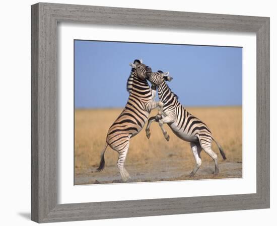 Common Zebra Males Fighting, Etosha National Park, Namibia-Tony Heald-Framed Photographic Print