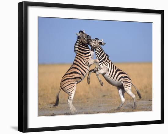 Common Zebra Males Fighting, Etosha National Park, Namibia-Tony Heald-Framed Photographic Print